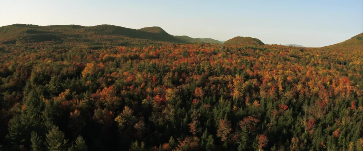 Aerial view of a large area of land covered with autumn trees