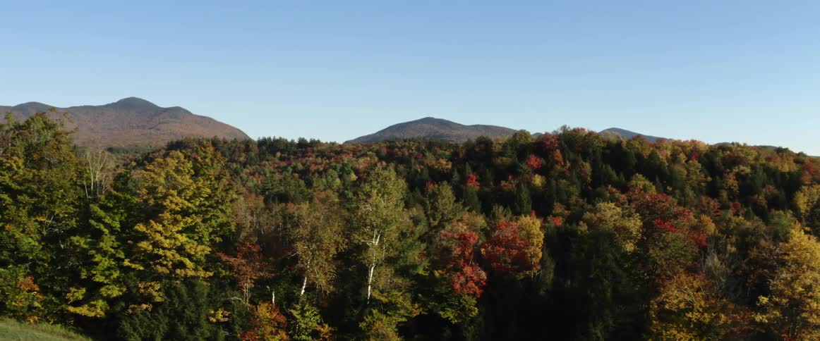 Aerial view of trees in a forest during autumn season