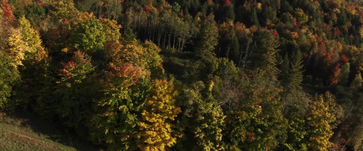 Aerial view of autumn forest trees with brown leaves
