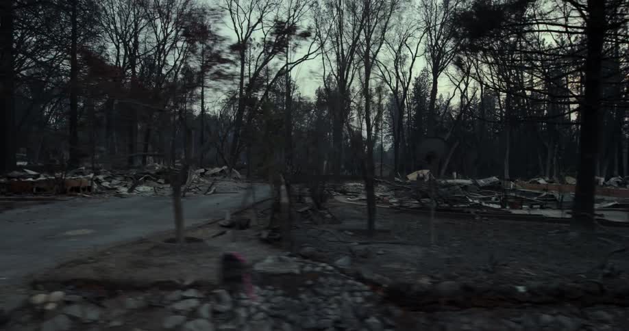 driveways are all that remain of burned and destroyed homes in a wooded neighborhood