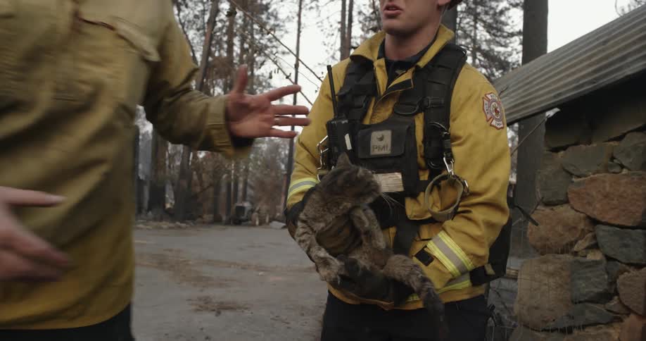 Firefighters rescue a cat from a burned down structure in the woods