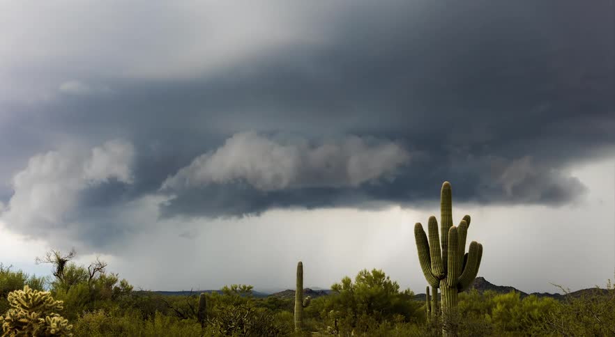 Storm clouds rolling in the sky over green desert plants and cacti