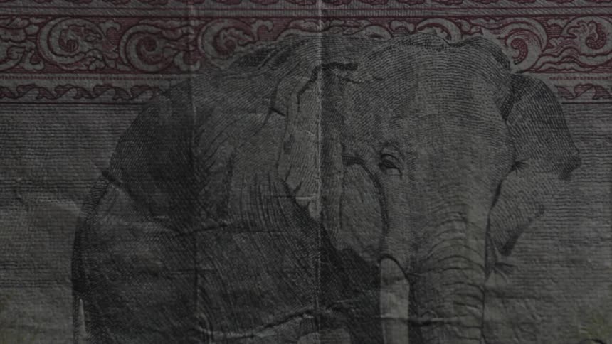 An image of an elephant on paper comes into view