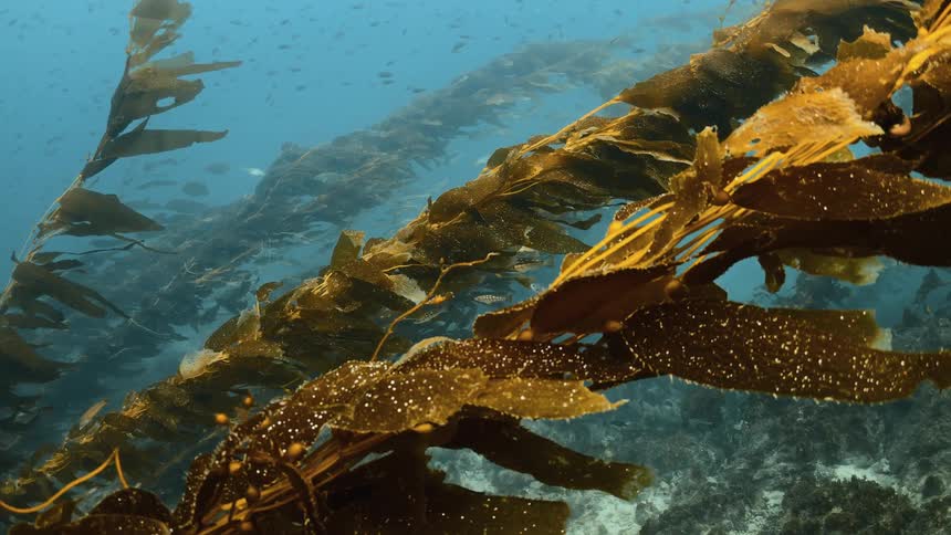 A school of swimming next to kelp algae in ocean