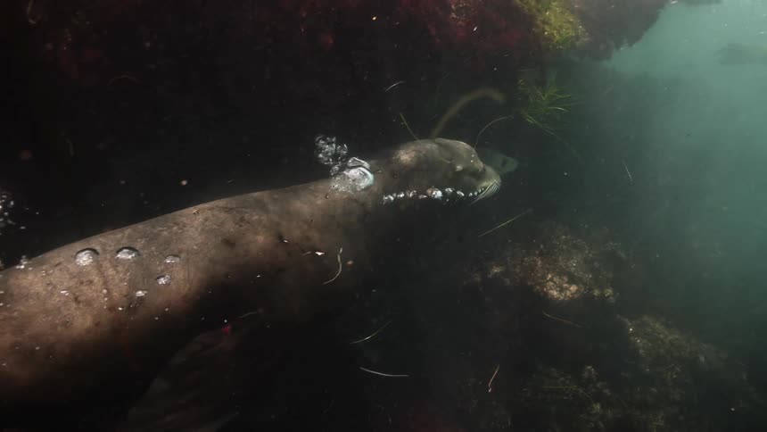 A group of seals swimming in the ocean
