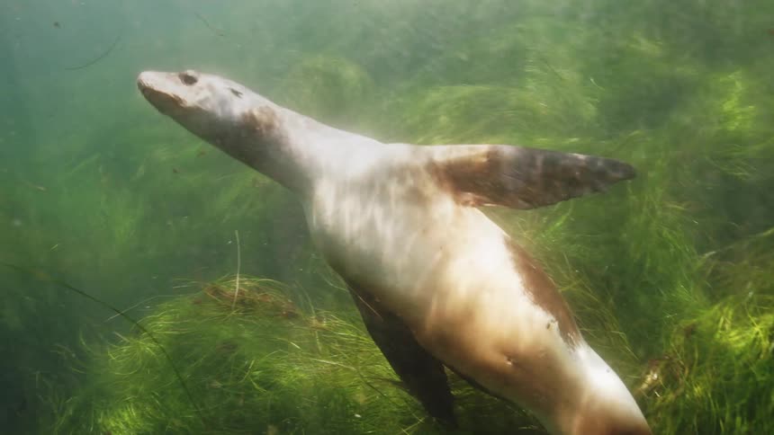 A ocean mammal is swimming underwater