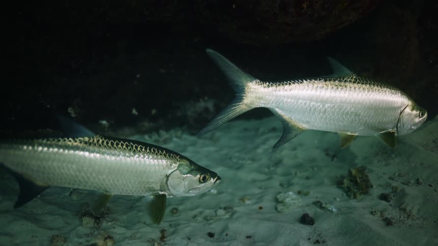 Several atlantic tarpon fish swim in ocean water