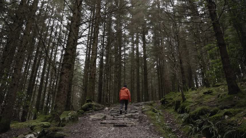 A person hikes up a trail through the woods