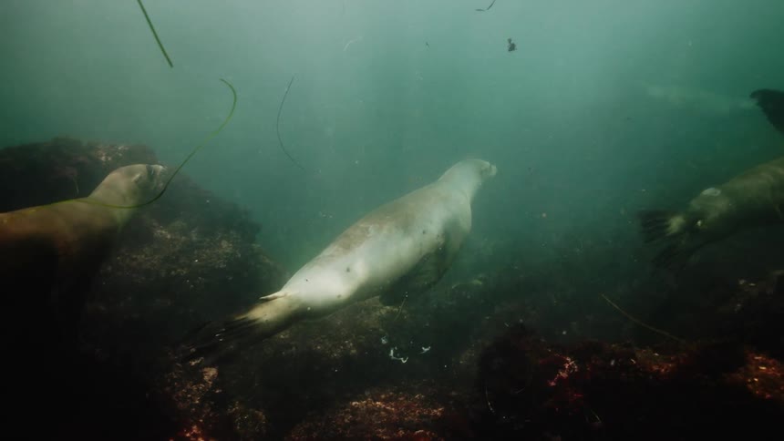 Sea lions swimming in sea