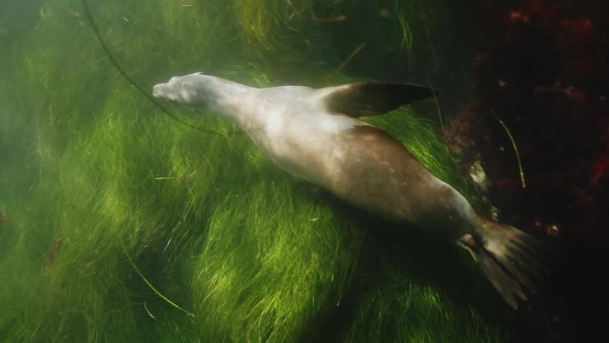 A sea lion swimming over green seaweed in the ocean