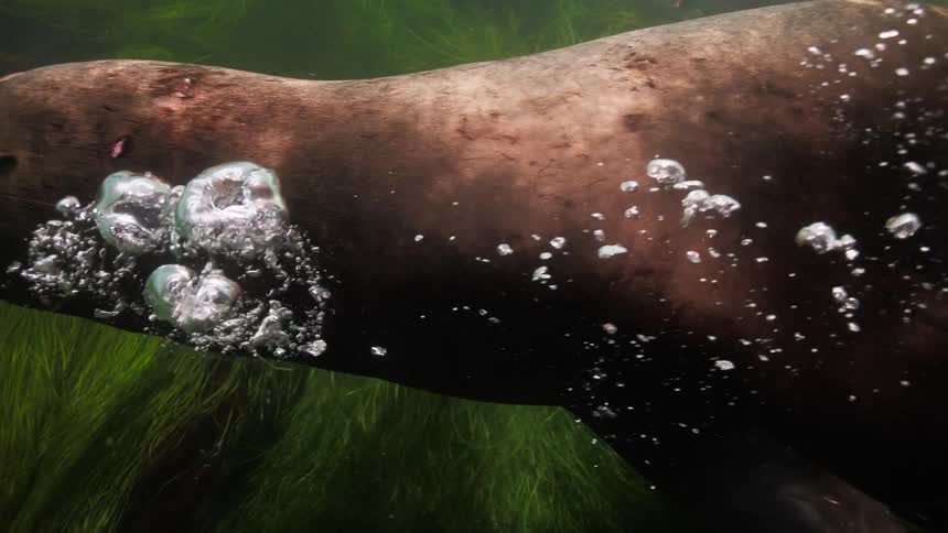 Steller sea lion swims underwater