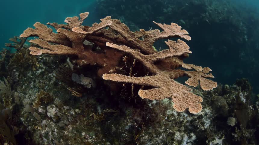 Coral reef is a the bottom of the water