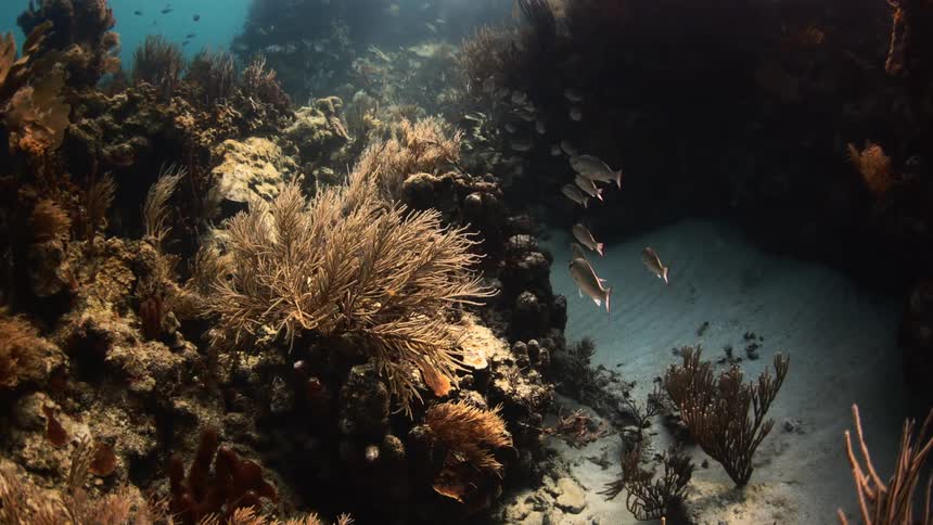 A school of fish swim through the water on a path between sections of brown coral reef in the ocean