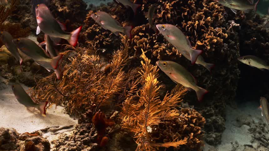 Fish swim past coral reef in the ocean