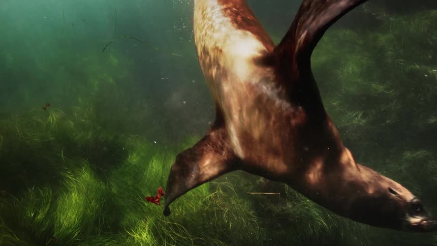 A single sea lion swimming over a kelp forest in the ocean at daytime