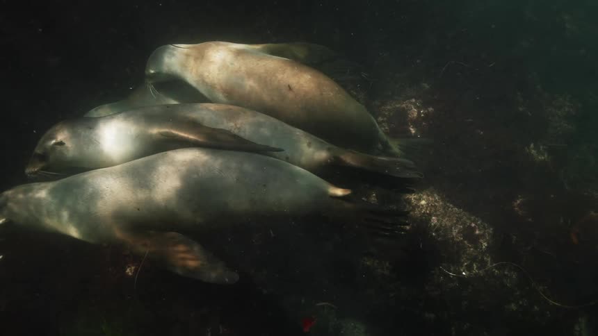 A clan of four seals swim together in the dark water deep below the surface in slow motion catching up to join with the much larger heard
