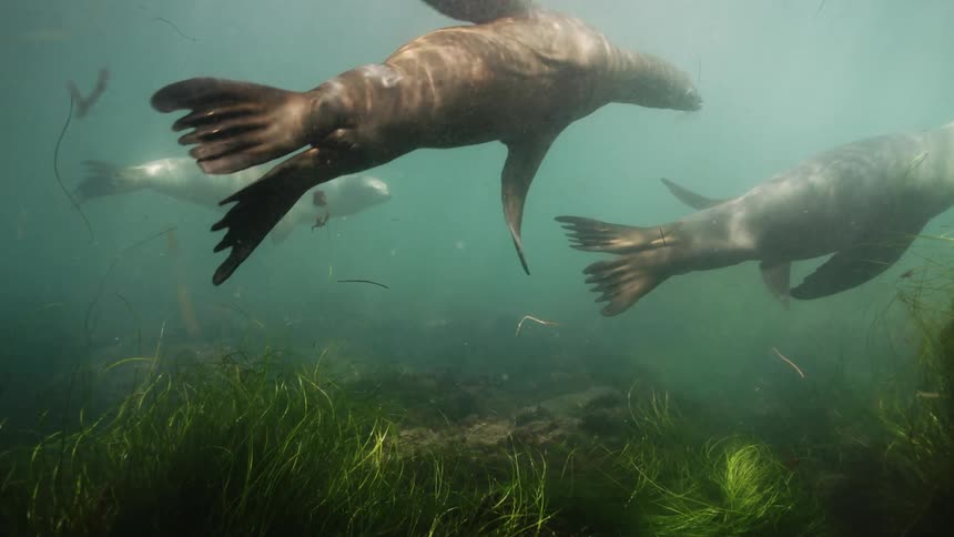An underwater scene showing a group of sea lions