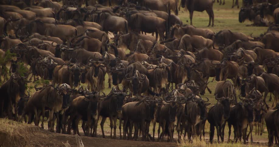 Dozens of wildebeest graze in an open field