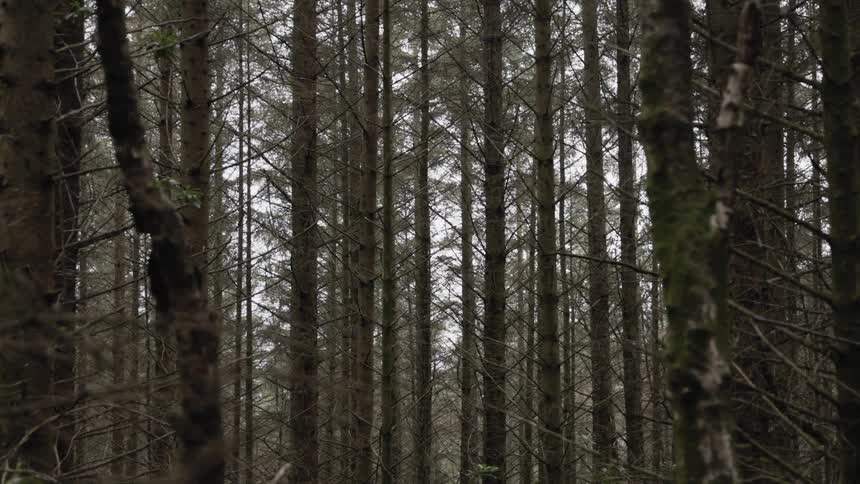 The forest is full of many trees