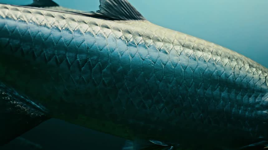 Fish swim in muggy ocean water