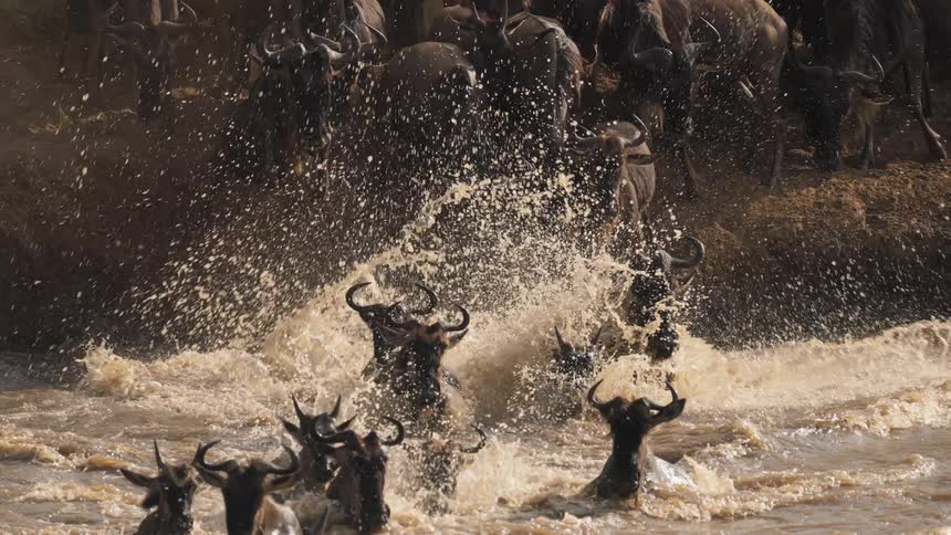 Wildebeest take turns jumping into river as herd crosses water