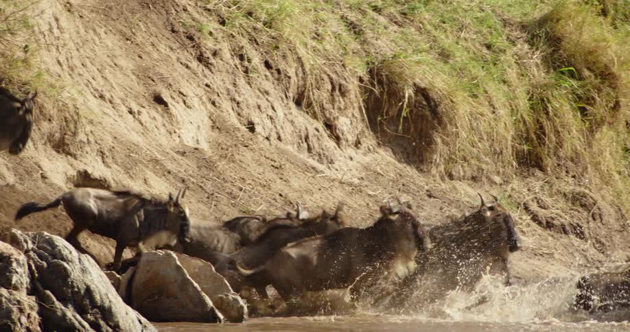 A herd of wildebeest crossing a river in africa at daytime