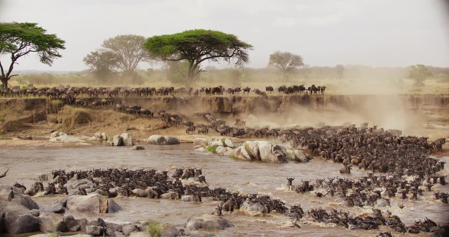A herd of wildebeest crossing river