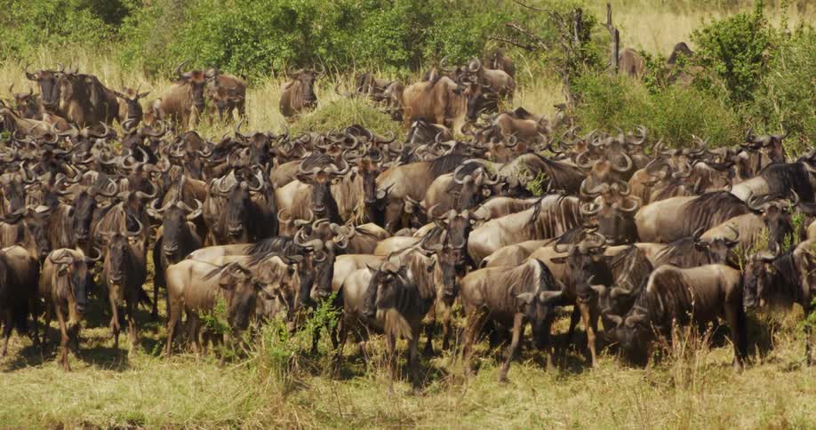 A herd of wildebeests are standing close together in a tall grassy field