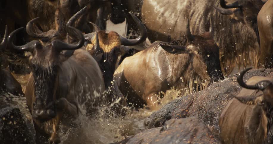 A herd of wildebeest splashing across a river past large stones and rocks