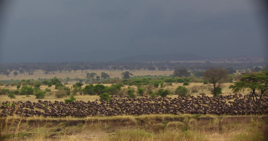 A landscape view of vegetation in grassland