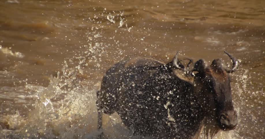 Wildebeest jumps through river waters