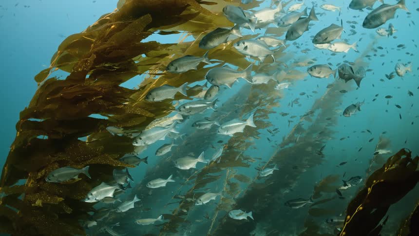 The fish swim around the seaweed