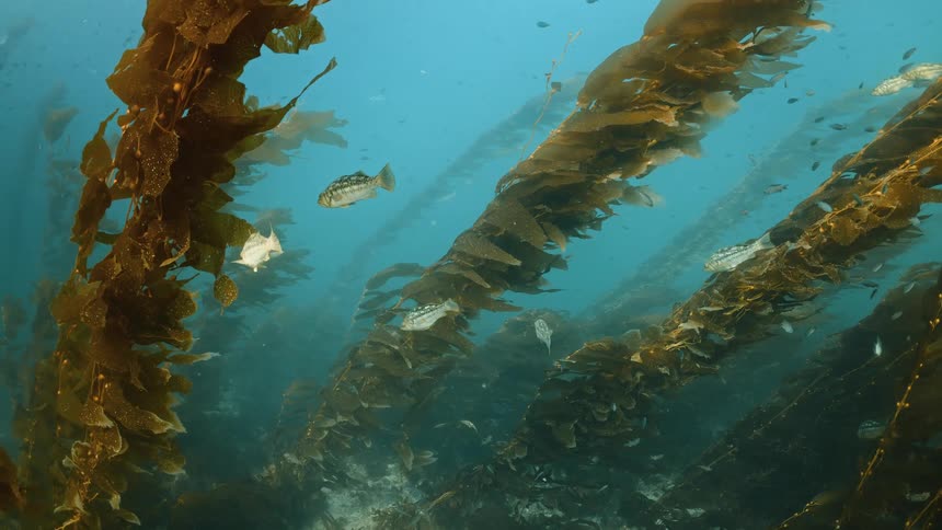 Fish swimming slowly through tall coral reefs