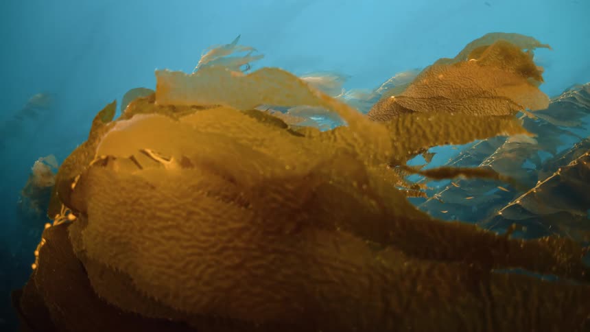 A kelp forest grows underwater as small fish swim and sunlight shines form above