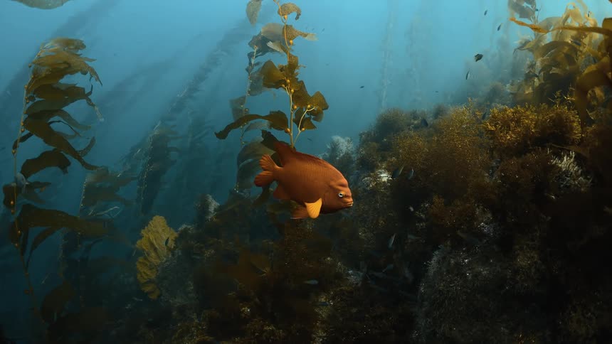 Fish are swimming near the bottom of the ocean