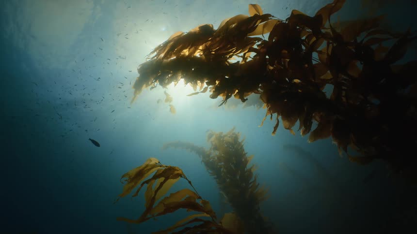 Fish are silhouetted against brighter surface as kelp sways in murky water