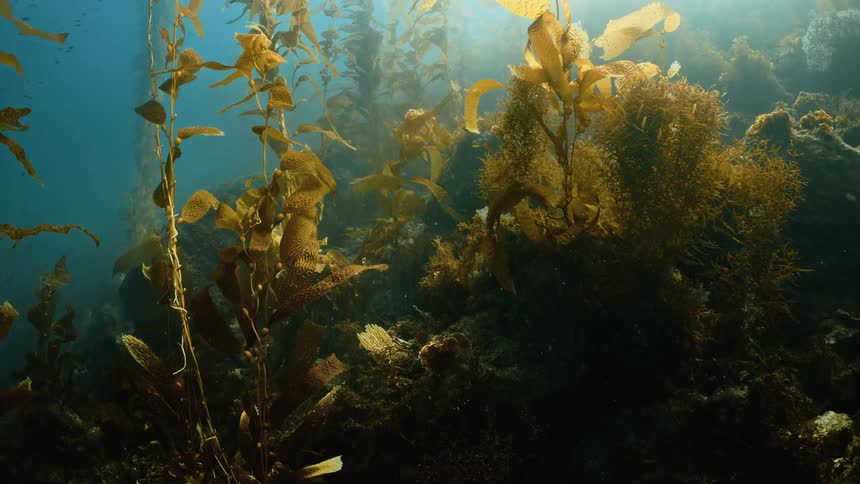 Fish swim among seaweed and underwater vegetation along the seabed