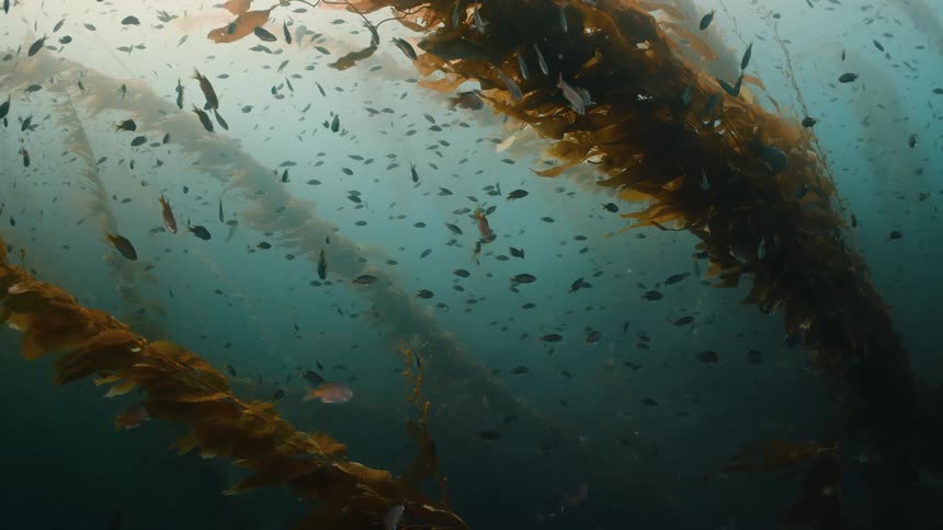 Large number of fish swim among kelp in murky water lit from above