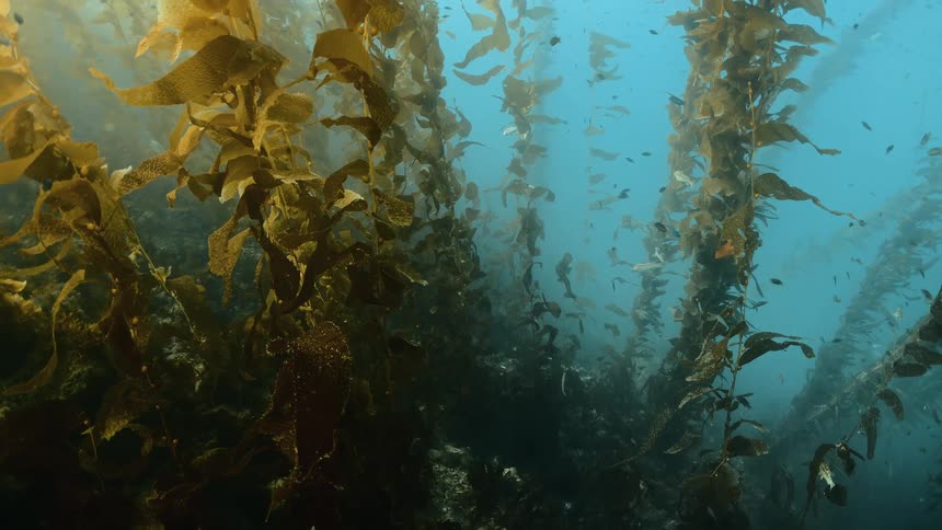 A view of fish and animals swimming under water