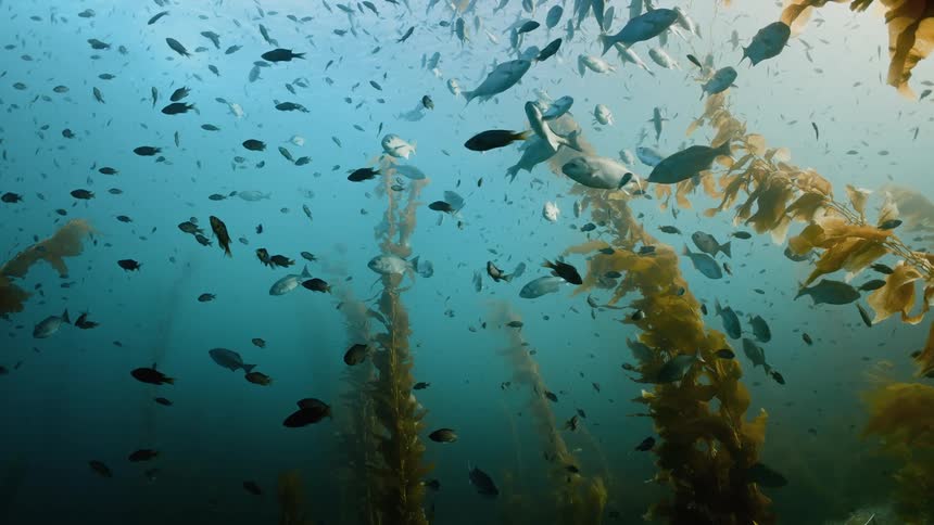 Fish swimming around seaweed in ocean water