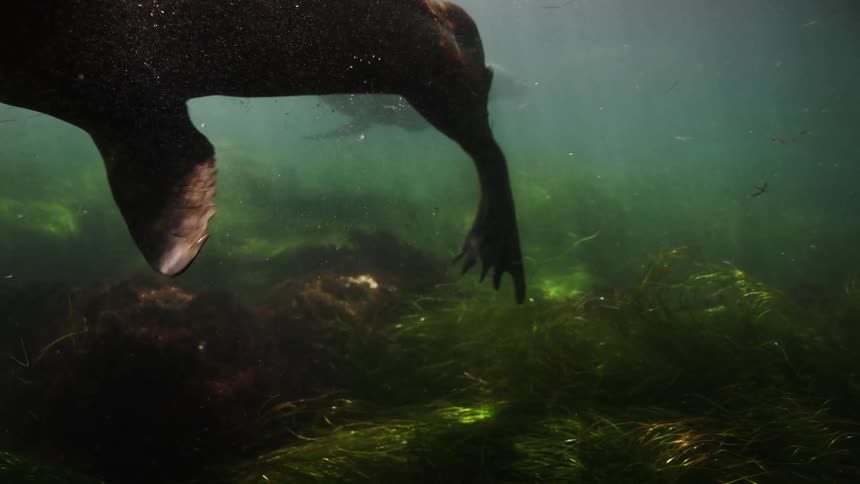 Sea lions are swimming over the seabed as small fish swim nearby as sunlight shines from above