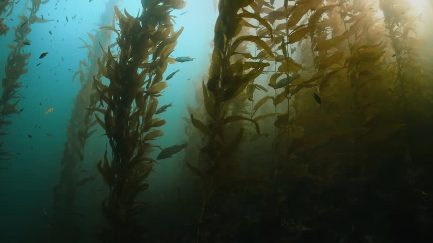 A view of fish and animals swimming outdoors