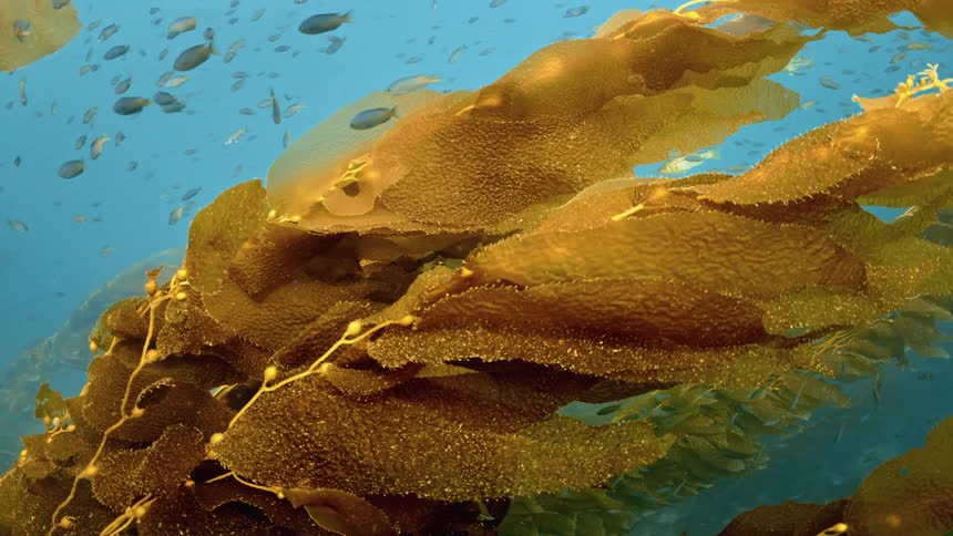 Underwater footage of tropical fish swimming on the blue ocean waters over an kelp forest