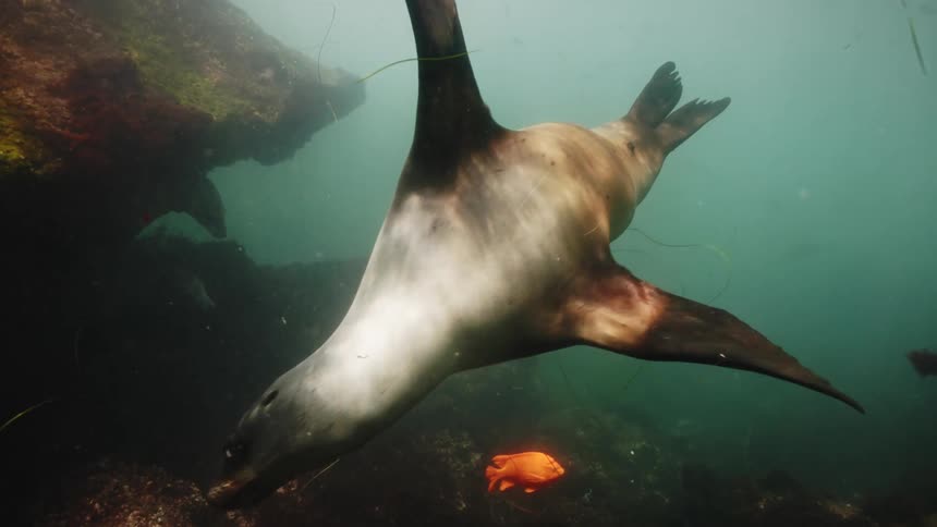 Sea lion swims through murky water passing bright orange fish and another sea lion