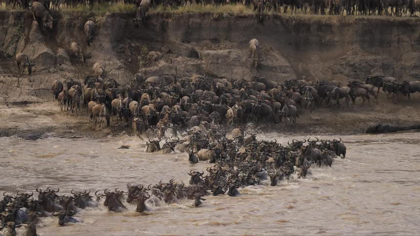Alarge herd of wildebeest cross the water