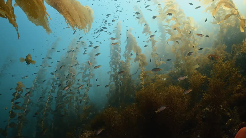 Underwater footage of tropical fish swimming on the blue ocean waters near an kelp forest