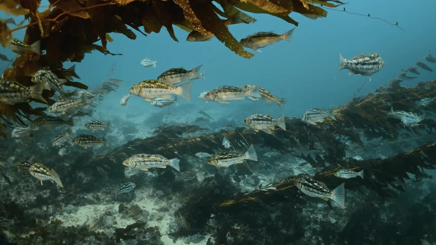Fish swim among the seaweed and underwater vegetation along the seabed