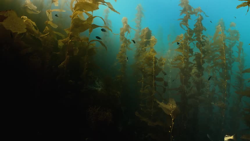 Fish swim through seaweed in a kelp forest along the seabed as sunlight shines from above