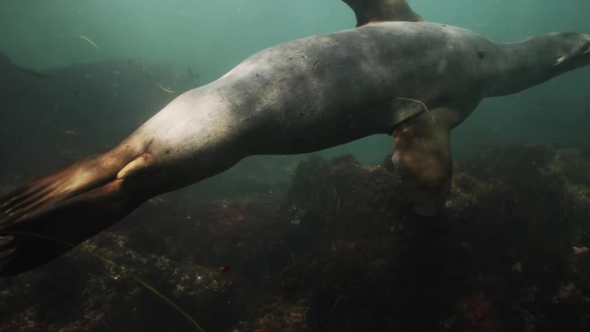 Two sea lions swim underwater
