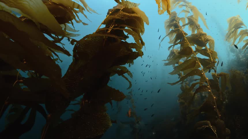 Fish swimming near seaweed on an ocean floor
